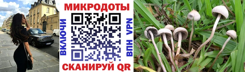 хочу   Шахунья  Галлюциногенные грибы Psilocybe 